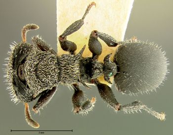Media type: image; Entomology 21087   Aspect: habitus dorsal view